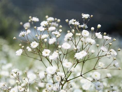 flor nube blanca - partes da flor